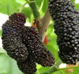 端午小長假怎么玩,怎么避堵 青島最全過節攻略在此