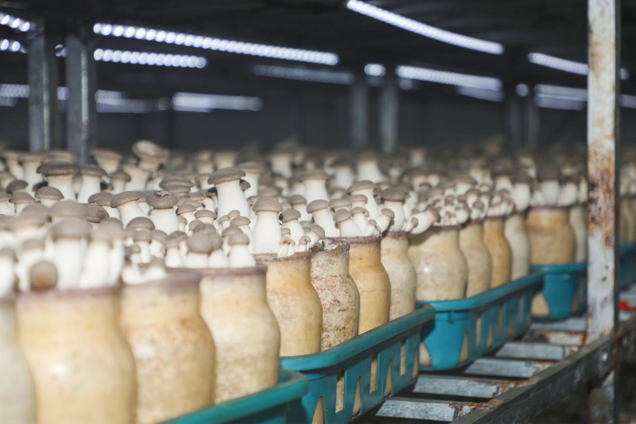 學(xué)以致用助力鄉(xiāng)村振興 西海岸新區(qū)網(wǎng)信新農(nóng)人活動(dòng)成果豐碩，藍(lán)莓酒香飄四方